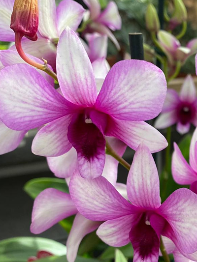 Orchideeën-tuingroen-stadskanaal-afdeling-8