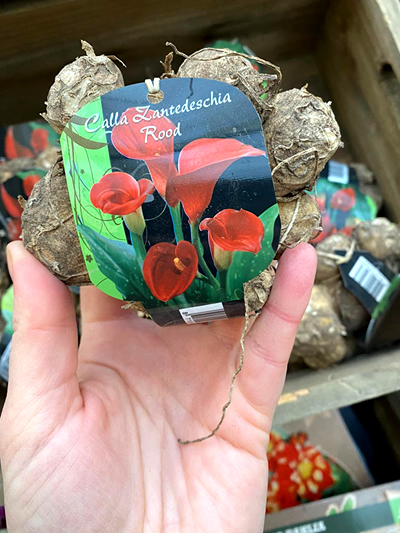 bloembollen-tuingroen-stadskanaal-10