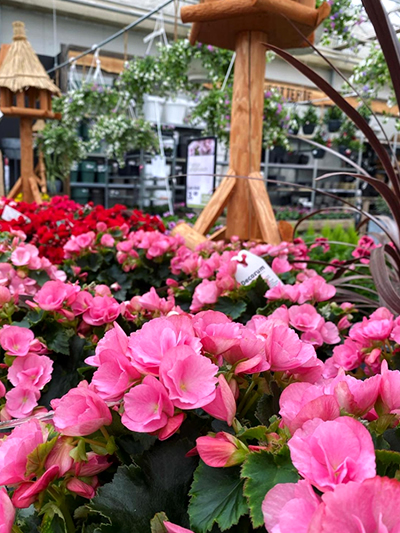 buitenplanten-perkplanten-tuinplanten-vaste-planten-tuingroen-stadskanaal-2