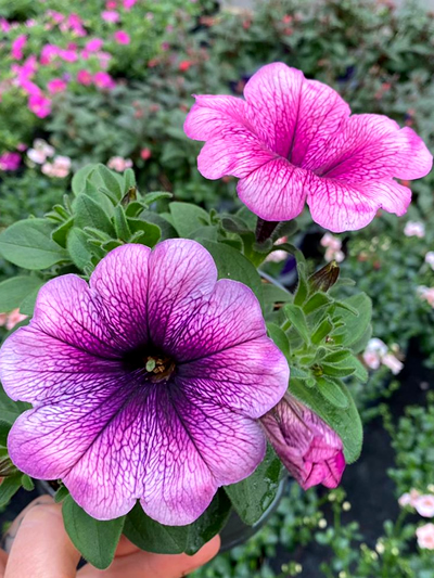 buitenplanten-perkplanten-tuinplanten-vaste-planten-tuingroen-stadskanaal-7