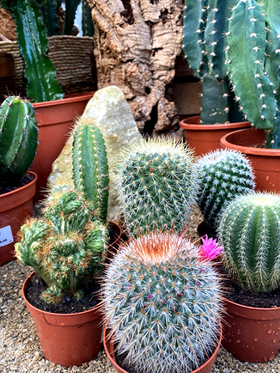 cactussen-kaarsen-tuingroen-stadskanaal-1