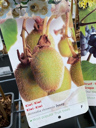 de-moesuitn-tuingroen-stadskanaal-kas-13