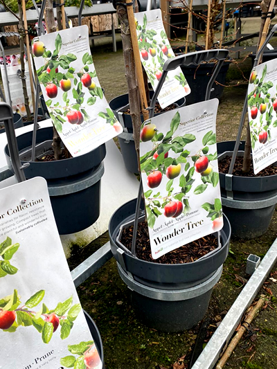 de-moesuitn-tuingroen-stadskanaal-kas-5