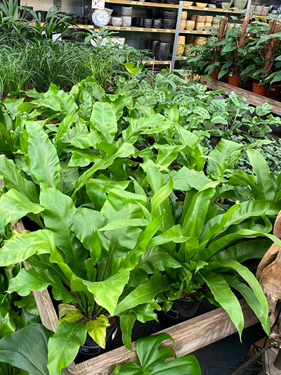 kamerplanten-tuingroen-stadskanaal-22