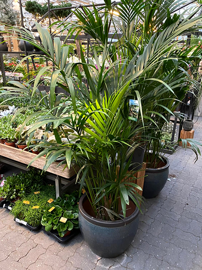 kamerplanten-tuingroen-stadskanaal-3