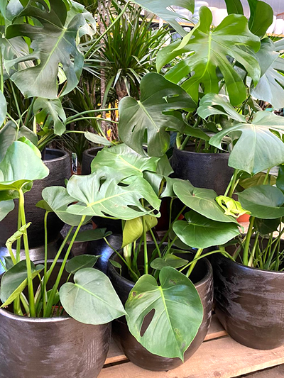 kamerplanten-tuingroen-stadskanaal-5