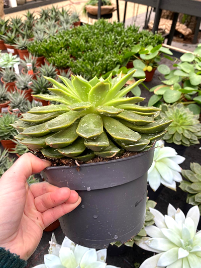 kamerplanten-tuingroen-stadskanaal-9