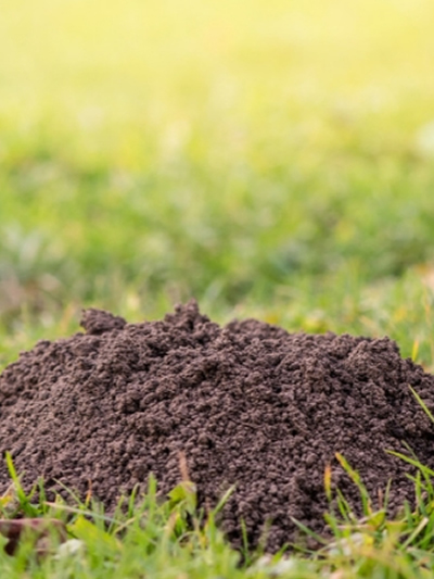 plagen-in-de-tuin--tuingroen-stadskanaal-afdeling-3