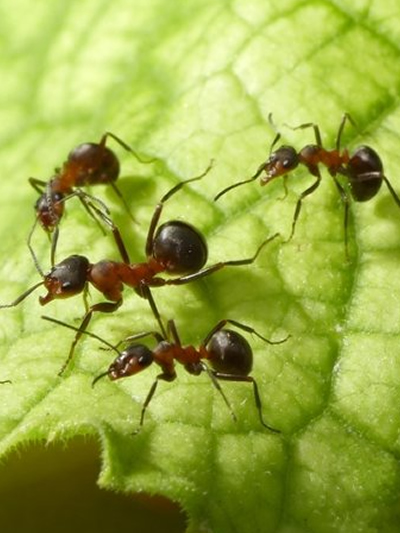 plagen-in-de-tuin--tuingroen-stadskanaal-afdeling-5