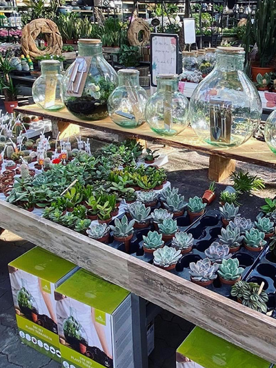 terrarium-afdeling-tuingroen-stadskanaal-tuincetrum-noorden-15