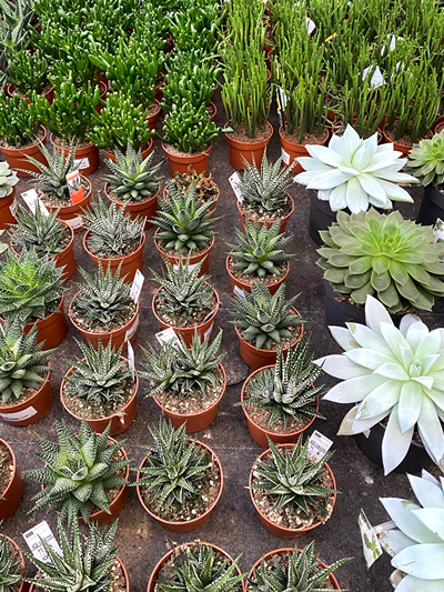 vetplanten-tuingroen-stadskanaal-tuinccentrum-noorden-1