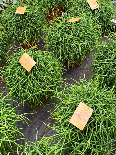 vetplanten-tuingroen-stadskanaal-tuinccentrum-noorden-5