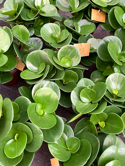 vetplanten-tuingroen-stadskanaal-tuinccentrum-noorden-6