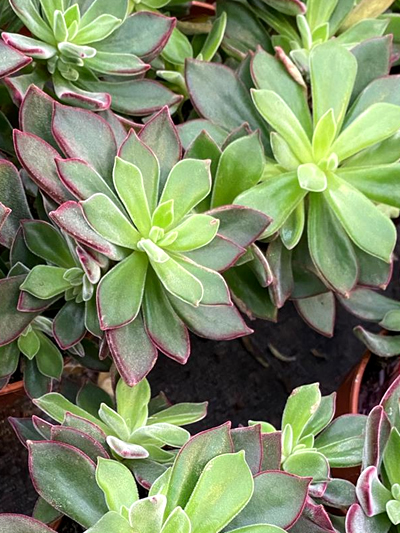 vetplanten-tuingroen-stadskanaal-tuinccentrum-noorden-7