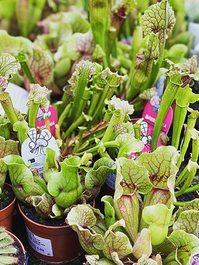 vleesetende-tuingroen-stadskanaal-tuinccentrum-noorden-2