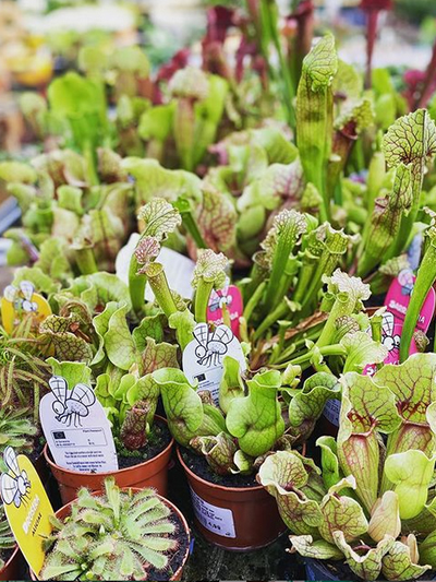 vleesetende-tuingroen-stadskanaal-tuinccentrum-noorden-8