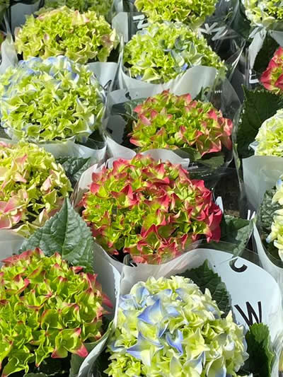 bloeiende-kamerplanten-tuingroen-stadskanaal-tuincentrum-6