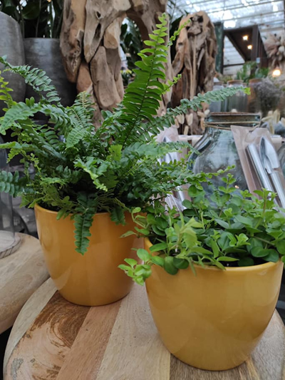 bloempotten-stadskanaal-tuinccentrum-noorden-12