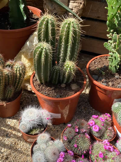 cactus-kamerplanten-afdeling-tuingroen-stadskanaal-tuincentrum-1