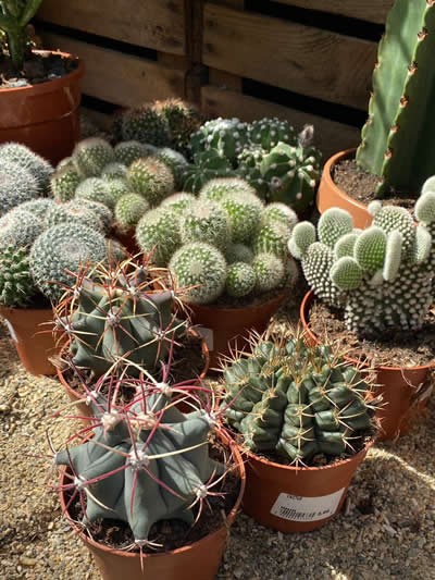 cactus-kamerplanten-afdeling-tuingroen-stadskanaal-tuincentrum-2