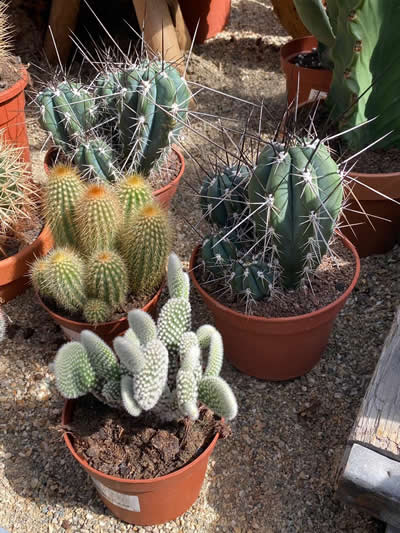 cactus-kamerplanten-afdeling-tuingroen-stadskanaal-tuincentrum-3