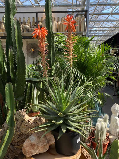 cactus-kamerplanten-afdeling-tuingroen-stadskanaal-tuincentrum-4