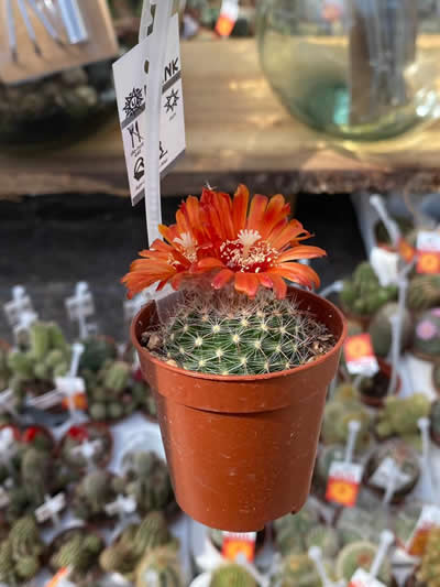 cactus-kamerplanten-afdeling-tuingroen-stadskanaal-tuincentrum-5