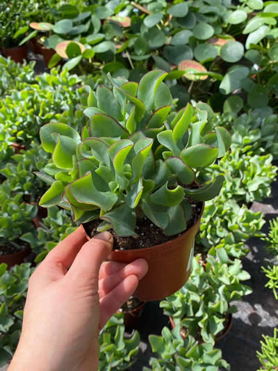 groene-kamerplanten-afdeling-tuingroen-stadskanaal-tuincentrum-4