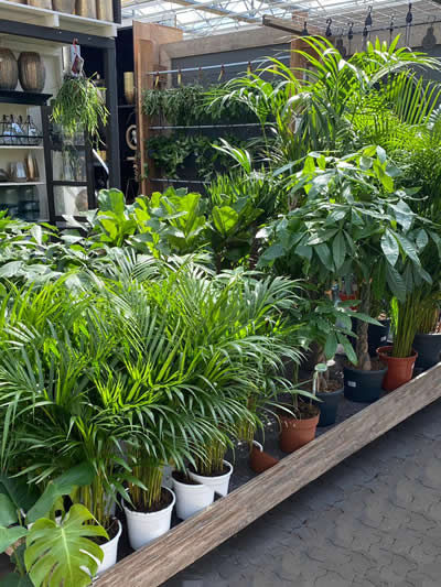 groene-kamerplanten-afdeling-tuingroen-stadskanaal-tuincentrum-5