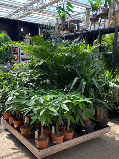 groene-kamerplanten-afdeling-tuingroen-stadskanaal-tuincentrum-6