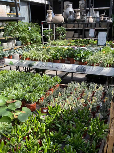 groene-kamerplanten-afdeling-tuingroen-stadskanaal-tuincentrum-8