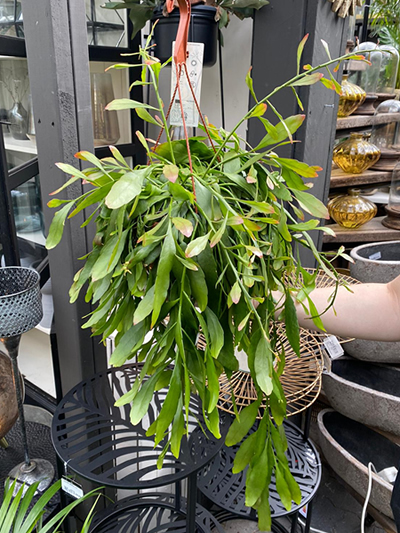 hangplanten-tuingroen-stadskanaal-16