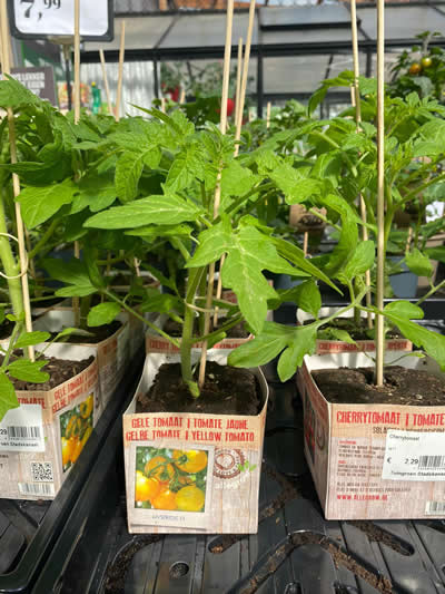 moetutin-afdeling-tuingroen-stadskanaal-tuincetrum-1