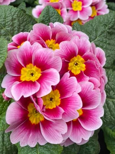 perkplanten-stadskanaal-tuinccentrum-noorden-9