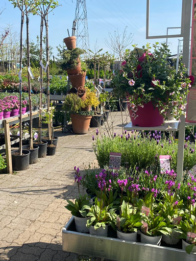 vaste-plantenn-stadskanaal-tuinccentrum-noorden-020