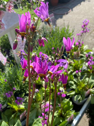 vaste-plantenn-stadskanaal-tuinccentrum-noorden-021