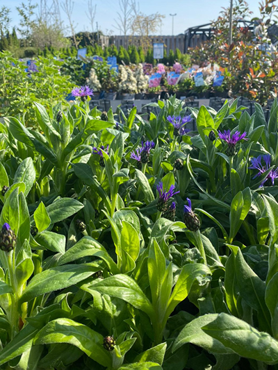 vaste-plantenn-stadskanaal-tuinccentrum-noorden-022