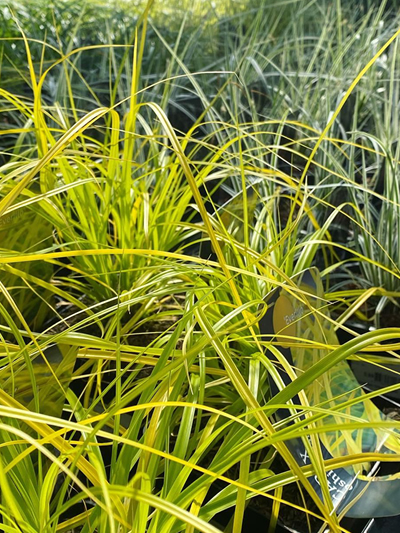 vaste-plantenn-stadskanaal-tuinccentrum-noorden-17