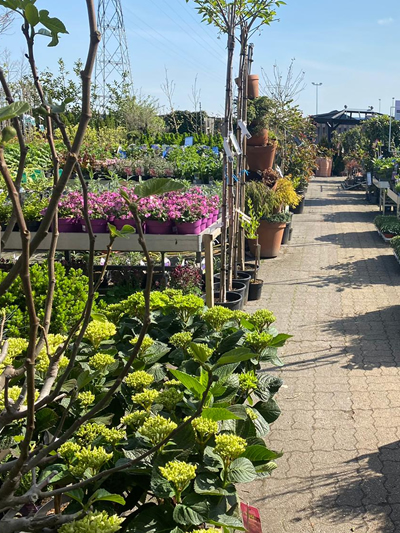 vaste-plantenn-stadskanaal-tuinccentrum-noorden-18