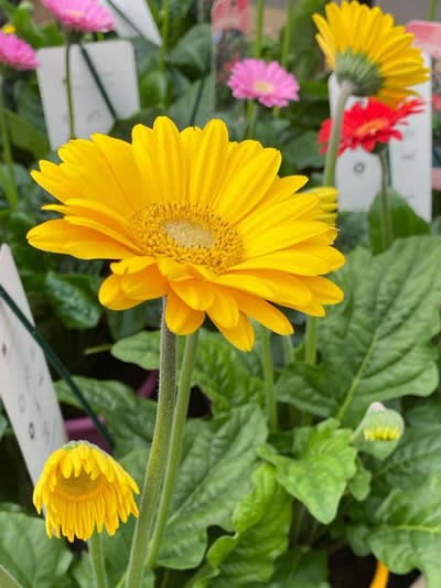 Gartencenter-Tuingroen-Stadskanaal-Gartenpflanzen-Sommerblüher-Stauden-Bäume-Sträucher-Büsche