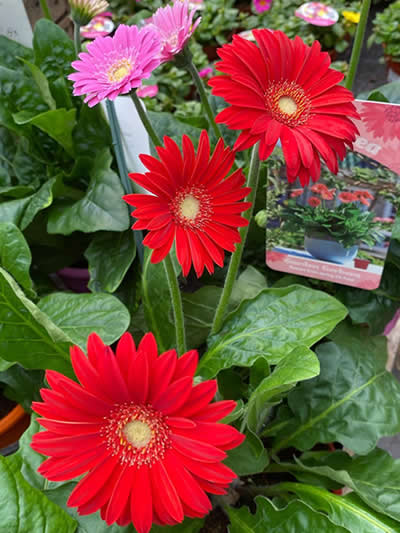 Gartencenter-Tuingroen-Stadskanaal-Gartenpflanzen-Sommerblüher-Stauden-Bäume-Sträucher-Büsche