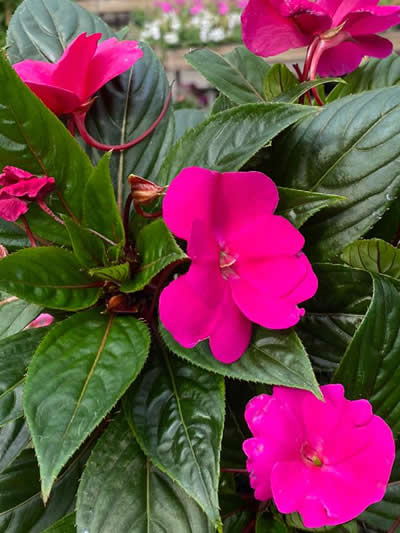 Gartencenter-Tuingroen-Stadskanaal-Gartenpflanzen-Sommerblüher-Stauden-Bäume-Sträucher-Büsche