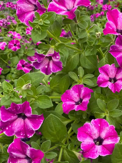 Gartencenter-Tuingroen-Stadskanaal-Gartenpflanzen-Sommerblüher-Stauden-Bäume-Sträucher-Büsche