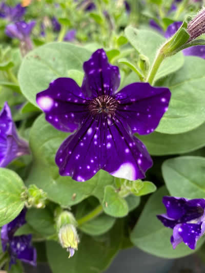 Gartencenter-Tuingroen-Stadskanaal-Gartenpflanzen-Sommerblüher-Stauden-Bäume-Sträucher-Büsche