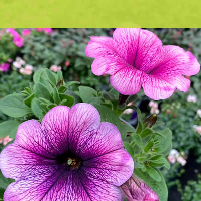 Gartencenter-Tuingroen-Stadskanaal-Gartenpflanzen-Sommerblüher-Stauden-Bäume-Sträucher-Büsche