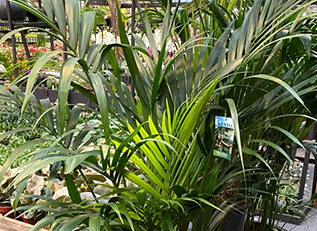 Gartencenter-Gartengrün-stadskanaal-Zimmerpflanzen-Grünpflanzen