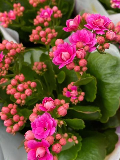 bloeiende-kamerplanten-10