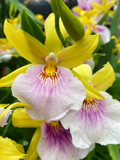 bloeiende-kamerplanten-11