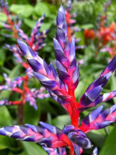 bloeiende-kamerplanten-12