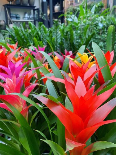 bloeiende-kamerplanten-2